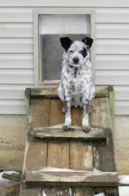 Animals From Using Your Dog Door