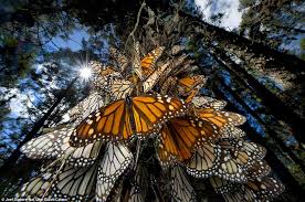 Image result for butterflies flying