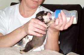 Leerburg Bottle Feeding Puppies