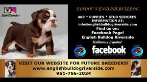 Quality french & english bulldog puppies from better bloodlines are much more valuable & also easier to find great homes for. English Bulldog Chocolate Sable Puppy Hunter Youtube
