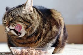 best cat food for a sensitive stomach