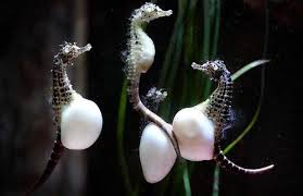Image result for Seahorses are ‘monogamous’