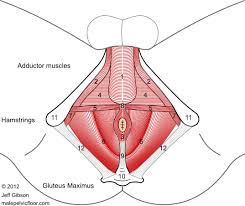 male pelvic floor advanced mage and