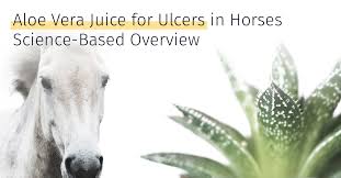 aloe vera juice for ulcers in horses