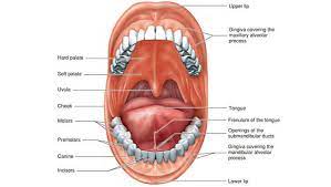 anatomy 101 soundview family dental