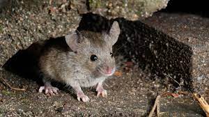 How To Get Rid Of Rats Mice Tips On