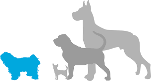 Contact the dog breeders below for tibetan terrier puppies for sale. Tibetan Terrier Puppies For Sale Adoptapet Com