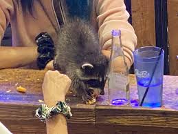 Woman Who Brought Raccoon into North Dakota Bar is Hunted Down, Arrested, and Charged