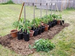 how and why you should prune tomato plants