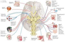 cranial nerves anatomy location