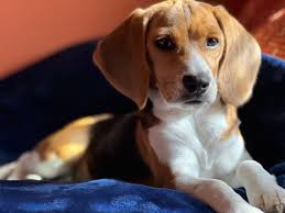 how to potty train a beagle puppy