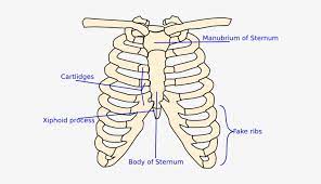 The rib cage has three important functions: Rib Cage Diagram Simple Transparent Png 600x393 Free Download On Nicepng