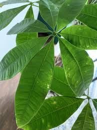 The plant itself is already considered to be fortunate by followers of feng shui, because of its five lobed palmate leaves.a plant with leaves in clusters of seven, another powerful number, is considered to. Houseplants Forum Spots And Patches On Money Tree Leaves Garden Org