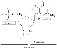 the three components of a nucleotide