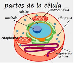 Célula eucariota ✓ te explicamos qué es una célula eucariota, los tipos que existen, sus partes y además, sus diferencias con una célula procariota. Que Es La Celula Que Tipos De Celulas Existen Procariota Y Eucariota Procariota Y Eucariota Dibujos De Celulas Partes De La Celula