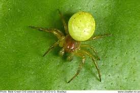 green orb weaver spiders araniella