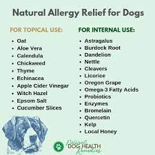 natural allergy relief for dogs home