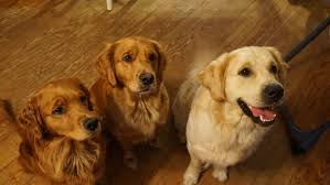 The search tool above returns a list of breeders located nearest to the zip or postal code you enter. Southern Maryland Goldens