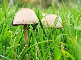 how to get rid of lawn mushrooms