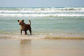 these dog friendly beaches welcome your