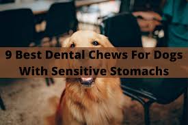 9 best dental chews for dogs with