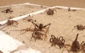 5 Best Spider Traps In 2023 Detailed