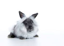 How To Care For A Pet Lionhead Rabbit