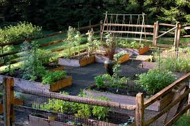 outdoor vegetable garden