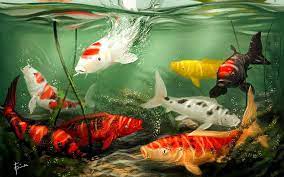 live koi fish hd wallpaper
