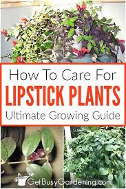 lipstick plant care guide how to grow