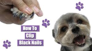 how to clip black nails you