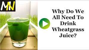 drink wheatgr juice daily