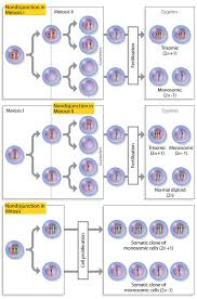 mitosis meiosis and inheritance