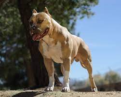 And maybe you want a strong dog that's going to act as a protector for your entire family. Top 15 Strongest Dog Breeds In The World Canine Weekly