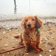 Последние твиты от docsend (@docsend). Connecticut Dachshund Rescue And Pet Services Home Facebook