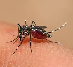 Bila tidak segera dibasmi, mereka akan tumbuh dewasa dan membahayakan kesehatanmu. Aedes Wikipedia Bahasa Melayu Ensiklopedia Bebas