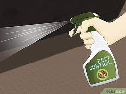 3 ways to get rid of carpet beetles