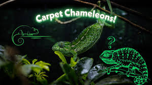 interested in carpet chameleons you