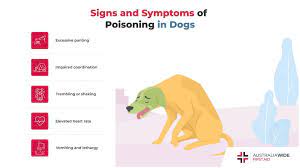How To Treat Poisoning In Dogs Pet