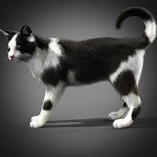 Free download hd or 4k use all videos for free for your projects. Black And White Cat Rigged 3d Model 44 Obj Fbx Unknown Max Free3d
