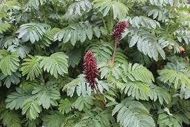 Plants Beautiful Blooms Cottage Garden