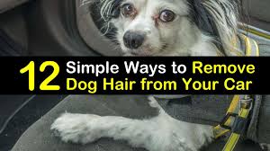 remove dog hair from your car