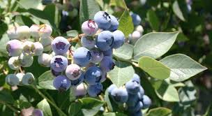 Grupos agrícolas denuncian investigación sobre comercio de arándanos de EE.  UU. | Blueberries Consulting