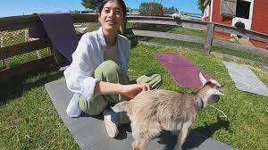 smiling hill farm adds goat yoga