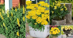 Yellow Flowers For Garden Plants