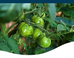 Top 10 Tomatoes For Your Iowa Garden