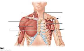 Chest muscles anatomy for bodybuilders. Chest Muscles Labeling Diagram Quizlet