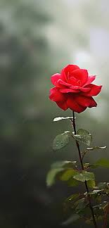 a red rose growing in the shade