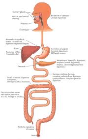 45 Systematic Flow Chart Of Digestive Tract