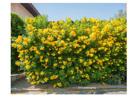 In addition to offering shape and texture with their leaves and branches, shrubs. Amazon Com Tecoma Stans Yellow Elder Esperanza Texas Yellow Bells 25 Fresh Seeds Garden Outdoor